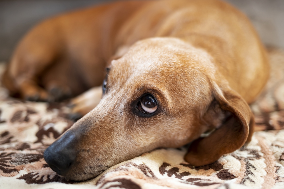 Epatite cronica da accumulo di rame nel cane, un difetto congenito